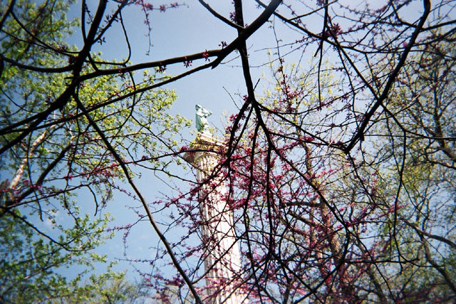 Hudson_Trees_Sky_Bloom_Web.jpg