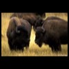 BUFFALO_HERD_YNP_tn.jpg