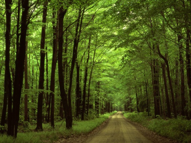 Forest_Allegheny_Road.sized.jpg