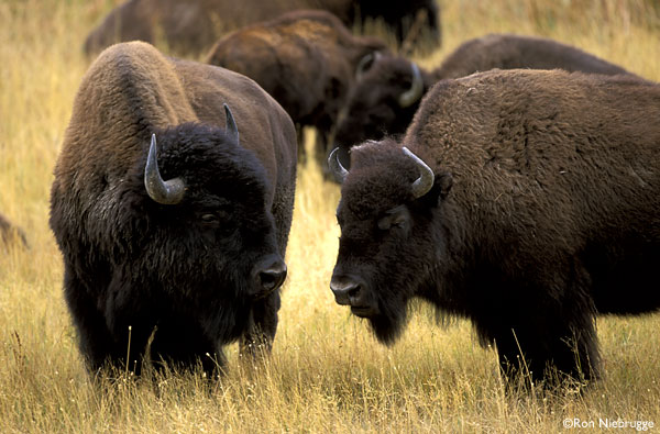 BUFFALO_HERD_YNP.jpg