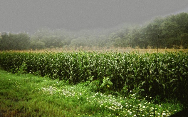 Rt. 17 Corn Field